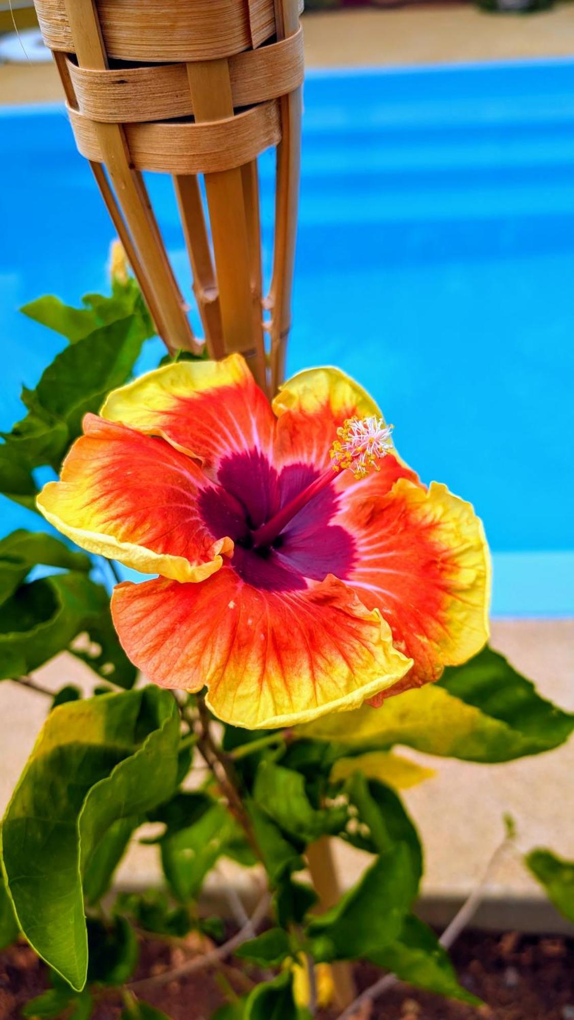 Maison Des Sables - Turquoise Apartament *